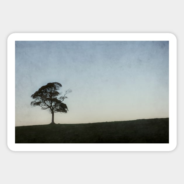 Tree Silhouette, Lyme Park Sticker by rosedew